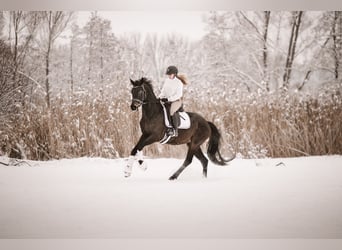 Hannoveraan, Merrie, 5 Jaar, 168 cm, Donkerbruin