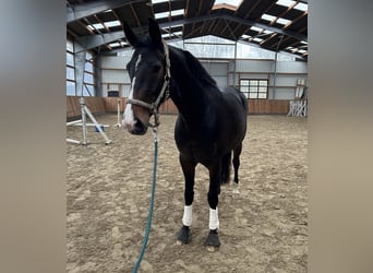 Hannoveraan, Merrie, 5 Jaar, 168 cm, Donkerbruin