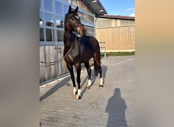 Hannoveraan, Merrie, 5 Jaar, 168 cm, Donkerbruin