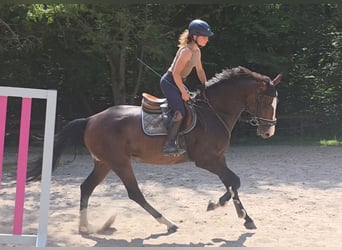 Hannoveraan, Merrie, 5 Jaar, 168 cm, Donkerbruin