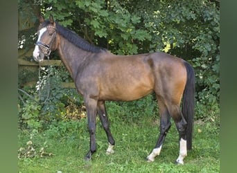 Hannoveraan, Merrie, 5 Jaar, 168 cm, Donkerbruin