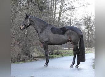 Hannoveraan, Merrie, 5 Jaar, 168 cm, Donkerbruin