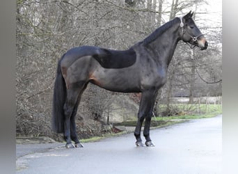 Hannoveraan, Merrie, 5 Jaar, 168 cm, Donkerbruin