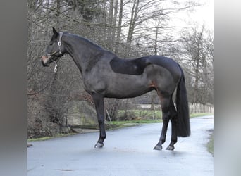 Hannoveraan, Merrie, 5 Jaar, 168 cm, Donkerbruin