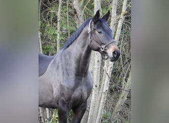 Hannoveraan, Merrie, 5 Jaar, 168 cm, Donkerbruin