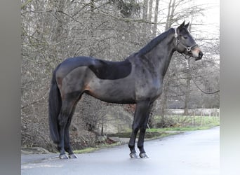 Hannoveraan, Merrie, 5 Jaar, 168 cm, Donkerbruin