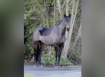 Hannoveraan, Merrie, 5 Jaar, 168 cm, Donkerbruin