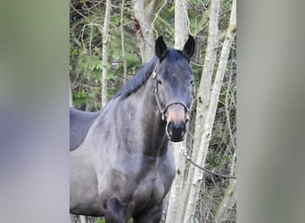 Hannoveraan, Merrie, 5 Jaar, 168 cm, Donkerbruin