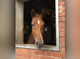 Hannoveraan, Merrie, 5 Jaar, 168 cm, Donkere-vos