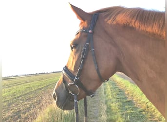 Hannoveraan, Merrie, 5 Jaar, 168 cm, Donkere-vos