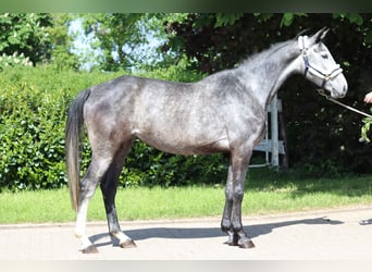 Hannoveraan, Merrie, 5 Jaar, 168 cm, Schimmel