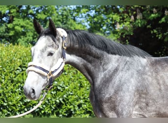 Hannoveraan, Merrie, 5 Jaar, 168 cm, Schimmel