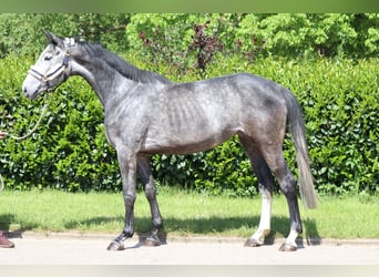 Hannoveraan, Merrie, 5 Jaar, 168 cm, Schimmel