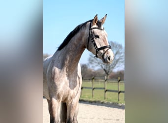 Hannoveraan, Merrie, 5 Jaar, 168 cm