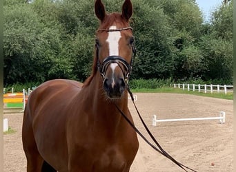 Hannoveraan, Merrie, 5 Jaar, 168 cm, Vos