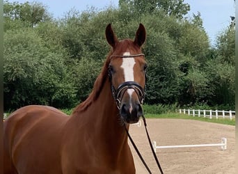 Hannoveraan, Merrie, 5 Jaar, 168 cm, Vos