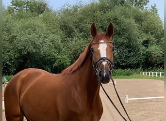 Hannoveraan, Merrie, 5 Jaar, 168 cm, Vos