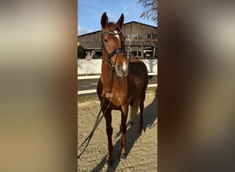 Hannoveraan, Merrie, 5 Jaar, 168 cm, Vos