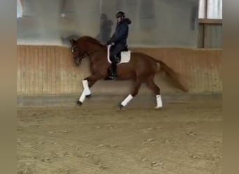 Hannoveraan, Merrie, 5 Jaar, 168 cm, Vos