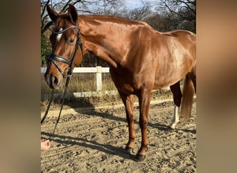 Hannoveraan, Merrie, 5 Jaar, 168 cm, Vos