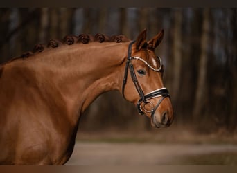 Hannoveraan, Merrie, 5 Jaar, 168 cm, Vos
