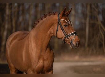 Hannoveraan, Merrie, 5 Jaar, 168 cm, Vos