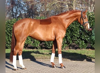 Hannoveraan, Merrie, 5 Jaar, 168 cm, Vos