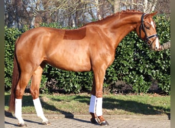 Hannoveraan, Merrie, 5 Jaar, 168 cm, Vos