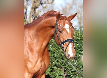 Hannoveraan, Merrie, 5 Jaar, 168 cm, Vos