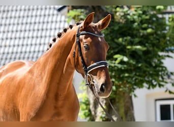 Hannoveraan, Merrie, 5 Jaar, 168 cm, Vos