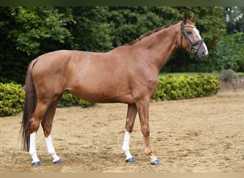 Hannoveraan, Merrie, 5 Jaar, 168 cm, Vos