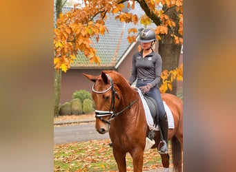 Hannoveraan, Merrie, 5 Jaar, 168 cm, Vos