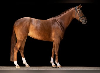 Hannoveraan, Merrie, 5 Jaar, 168 cm, Vos