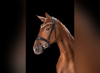 Hannoveraan, Merrie, 5 Jaar, 168 cm, Vos