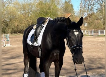 Hannoveraan, Merrie, 5 Jaar, 168 cm, Zwart