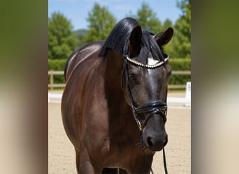 Hannoveraan, Merrie, 5 Jaar, 168 cm, Zwart