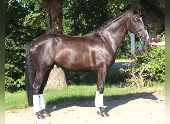 Hannoveraan, Merrie, 5 Jaar, 168 cm, Zwart