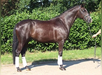 Hannoveraan, Merrie, 5 Jaar, 168 cm, Zwart