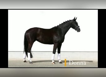 Hannoveraan, Merrie, 5 Jaar, 168 cm, Zwart