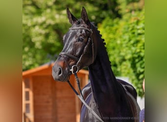 Hannoveraan, Merrie, 5 Jaar, 168 cm, Zwart