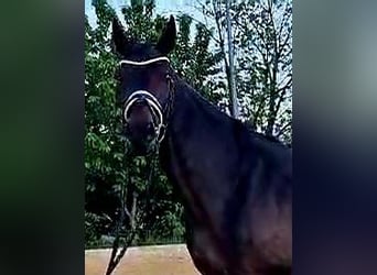 Hannoveraan, Merrie, 5 Jaar, 168 cm, Zwartbruin