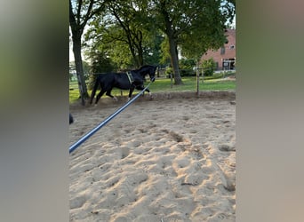 Hannoveraan, Merrie, 5 Jaar, 168 cm, Zwartbruin