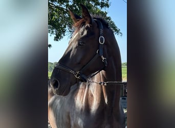 Hannoveraan, Merrie, 5 Jaar, 168 cm, Zwartbruin