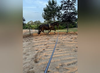Hannoveraan, Merrie, 5 Jaar, 168 cm, Zwartbruin