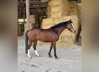 Hannoveraan, Merrie, 5 Jaar, 169 cm, Bruin