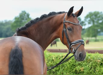 Hannoveraan, Merrie, 5 Jaar, 169 cm, Bruin