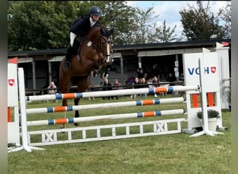 Hannoveraan, Merrie, 5 Jaar, 169 cm, Bruin