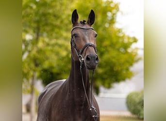 Hannoveraan, Merrie, 5 Jaar, 169 cm, Donkerbruin