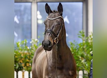 Hannoveraan, Merrie, 5 Jaar, 169 cm, Donkerbruin