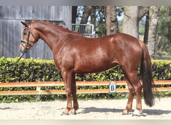 Hannoveraan, Merrie, 5 Jaar, 169 cm, Donkere-vos